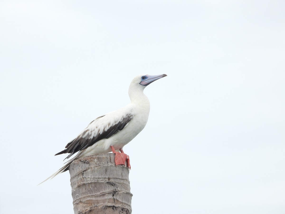 Red-footed Booby (Indopacific) - ML638788172