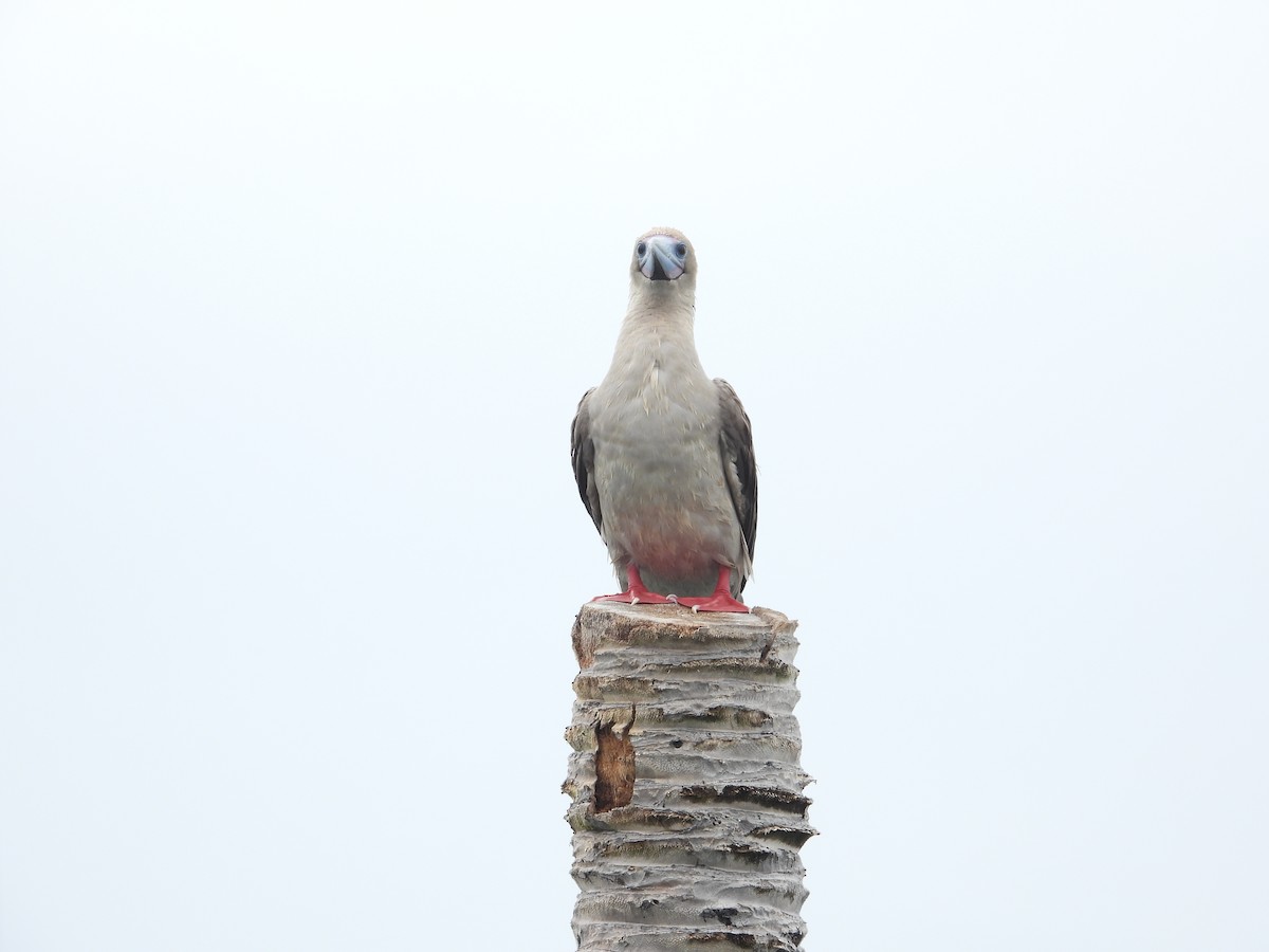 Red-footed Booby (Indopacific) - ML638788173
