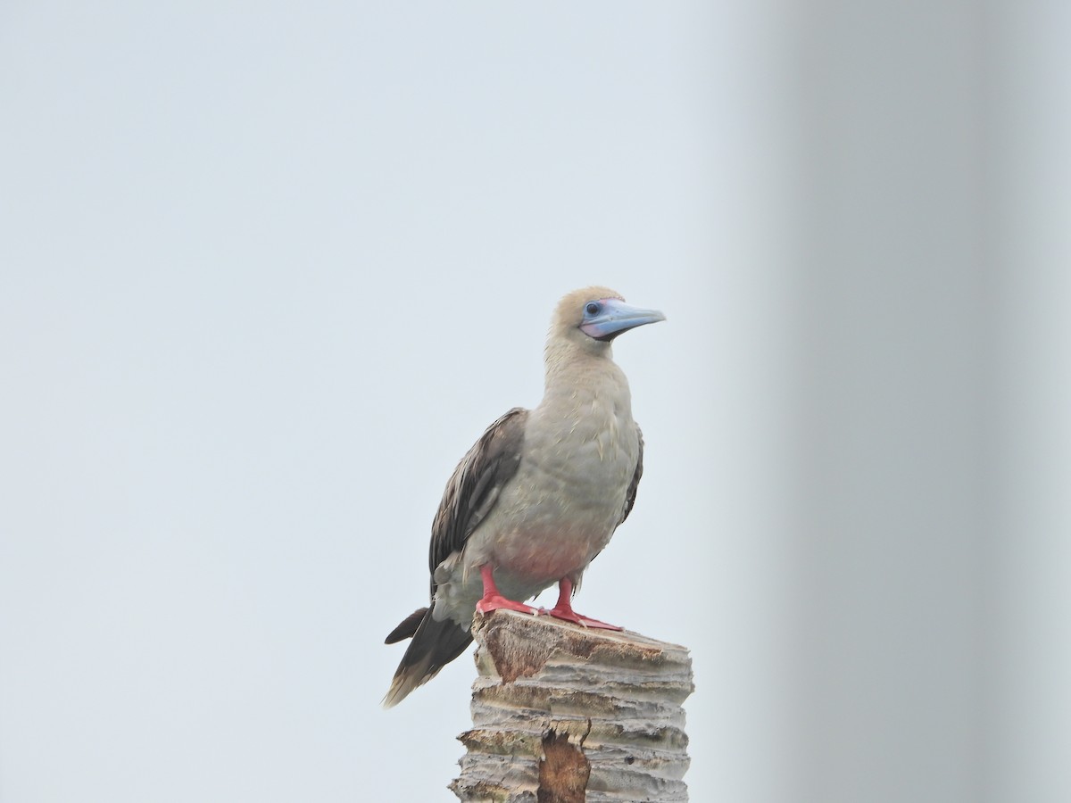 Red-footed Booby (Indopacific) - ML638788174