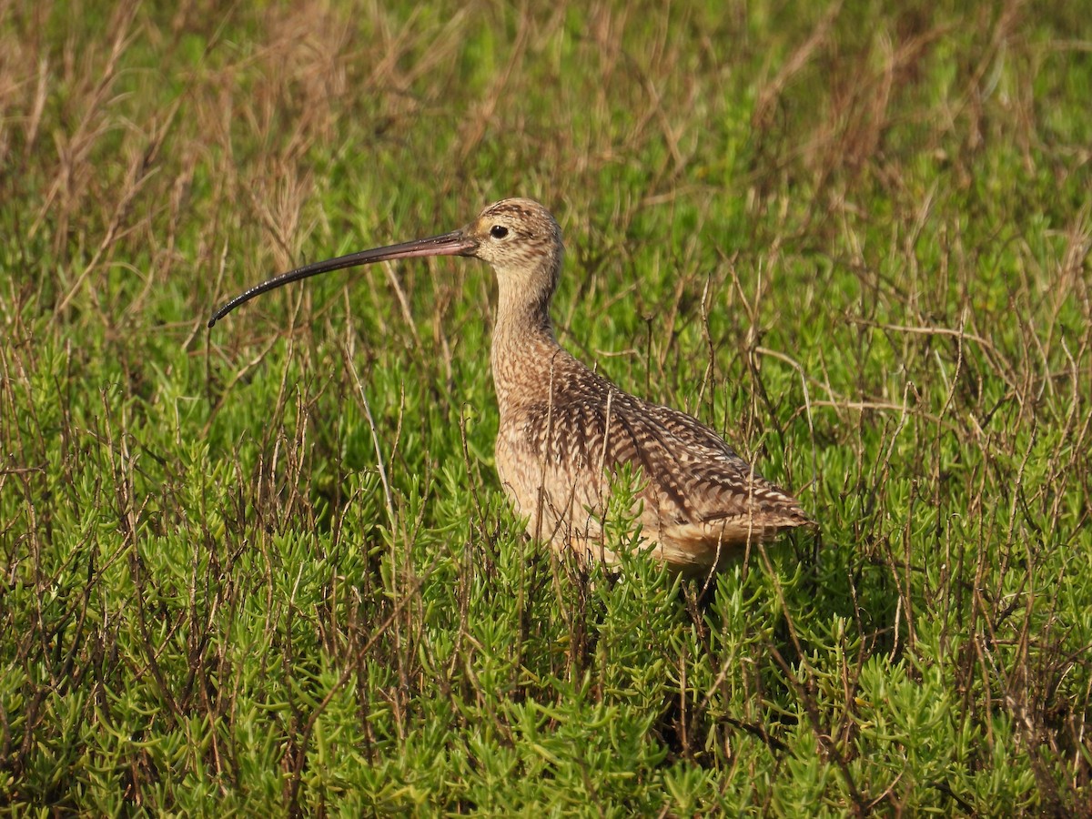 Long-billed Curlew - ML638788175