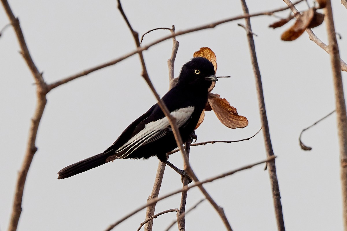 White-shouldered Black-Tit - ML638788176