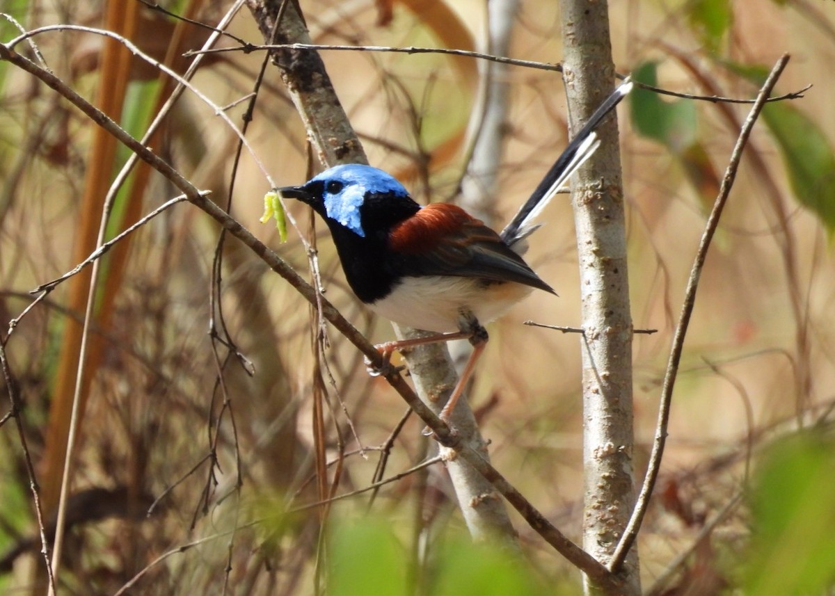 Lovely Fairywren - ML638788177
