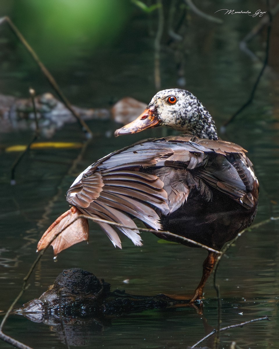 White-winged Duck - ML638788178
