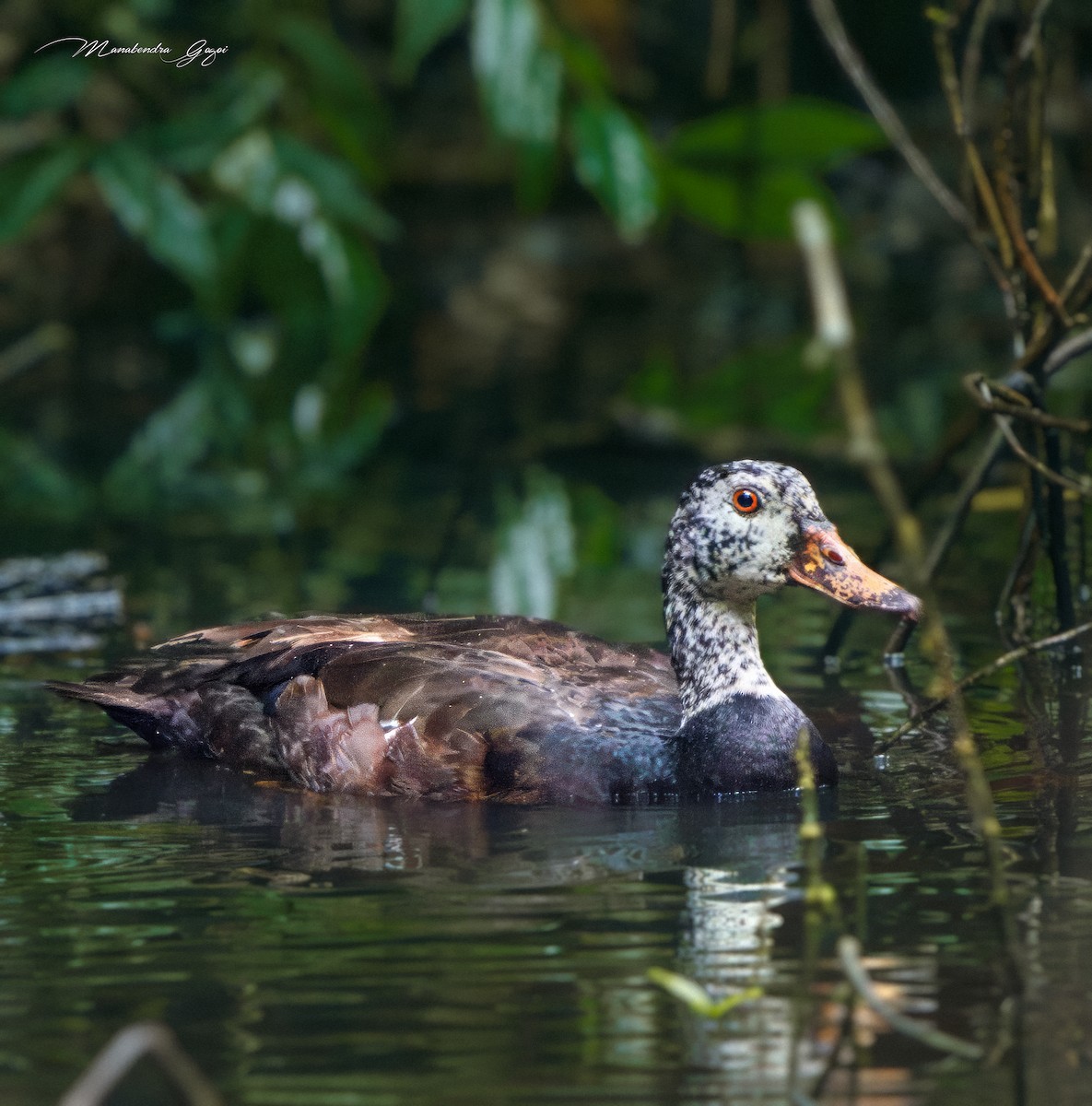 White-winged Duck - ML638788179