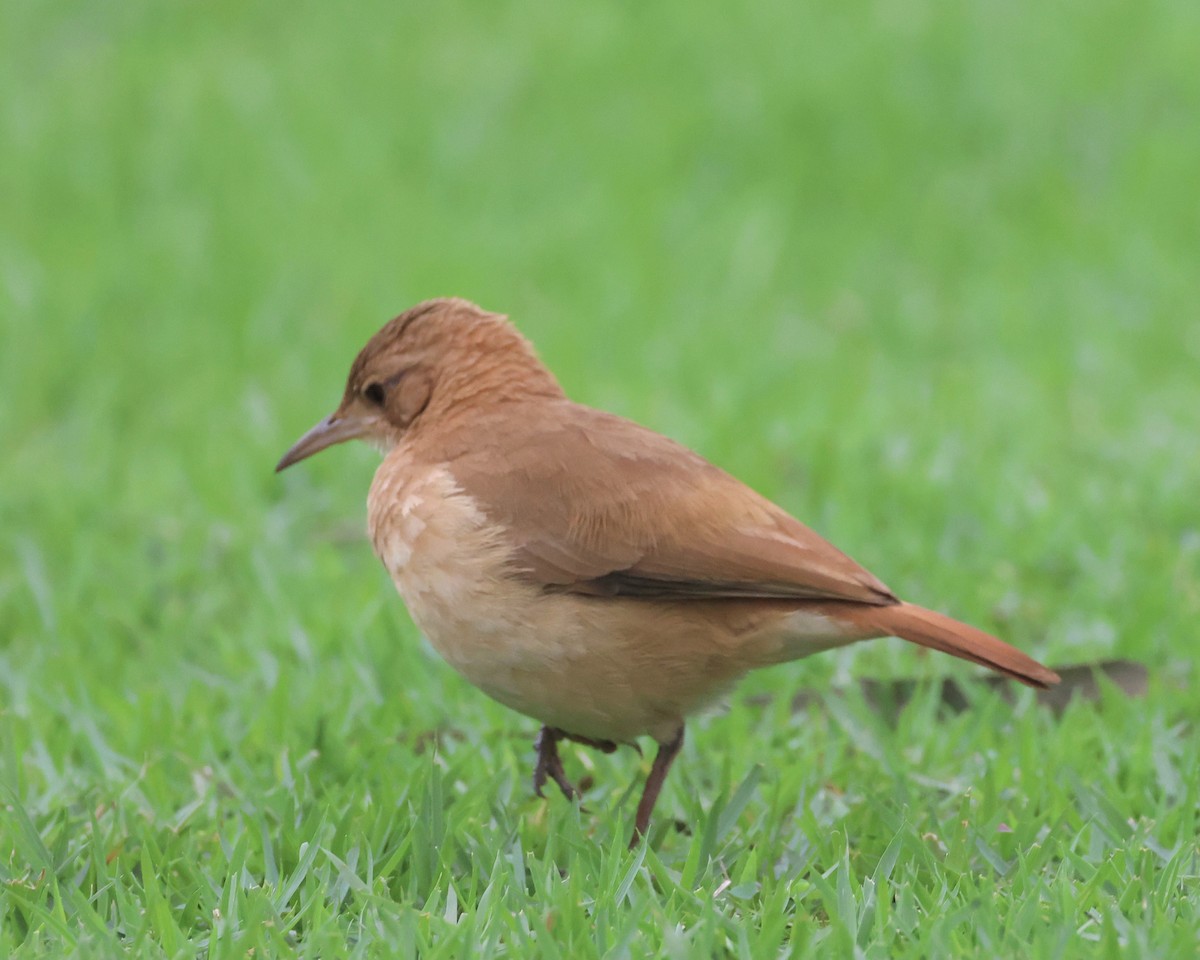 Rufous Hornero - ML638788185
