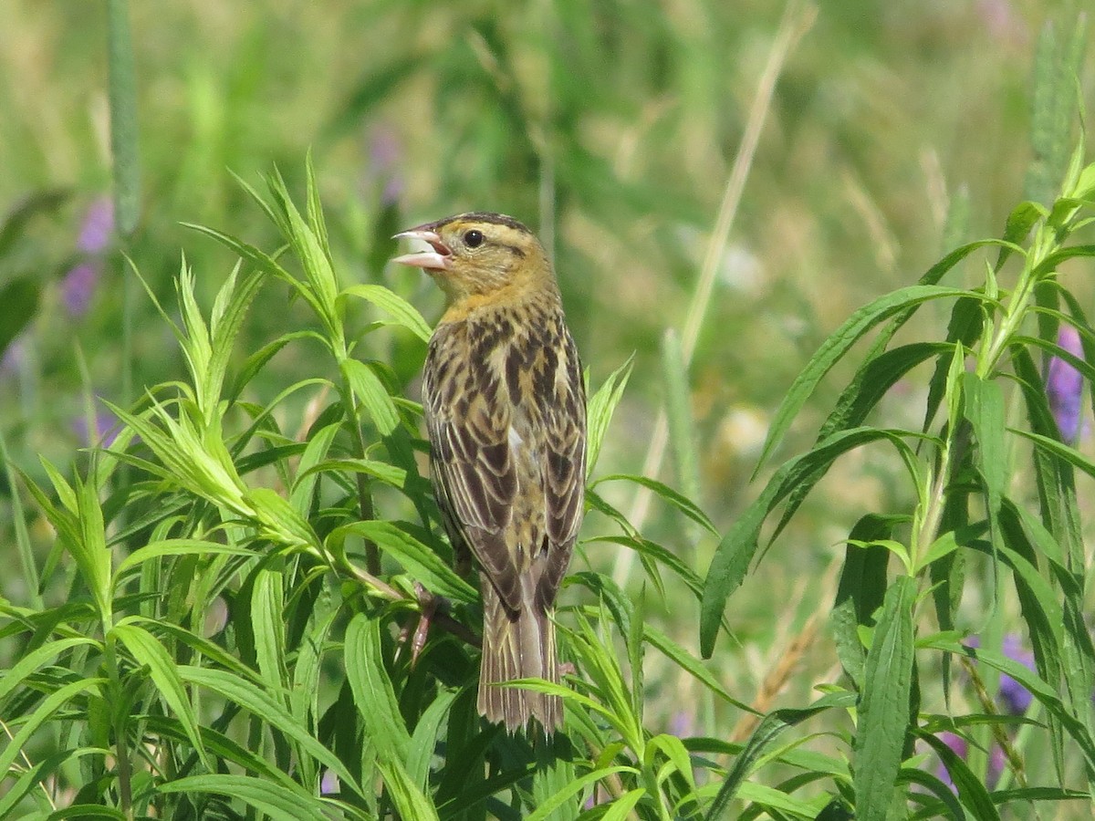 Bobolink - ML638788189