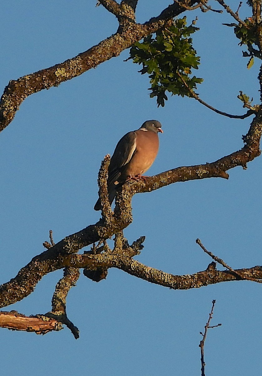 Common Wood-Pigeon - ML638788190