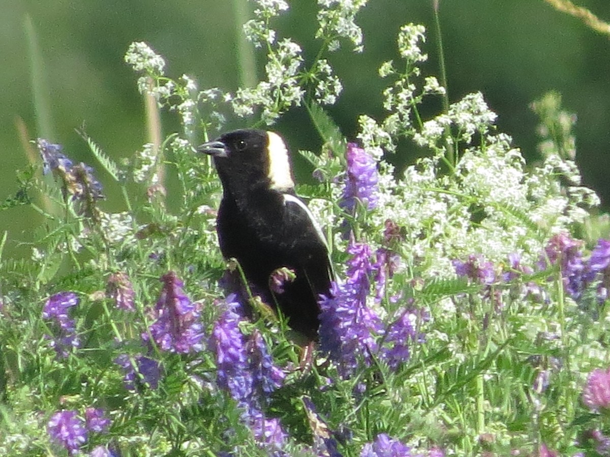 Bobolink - ML638788191