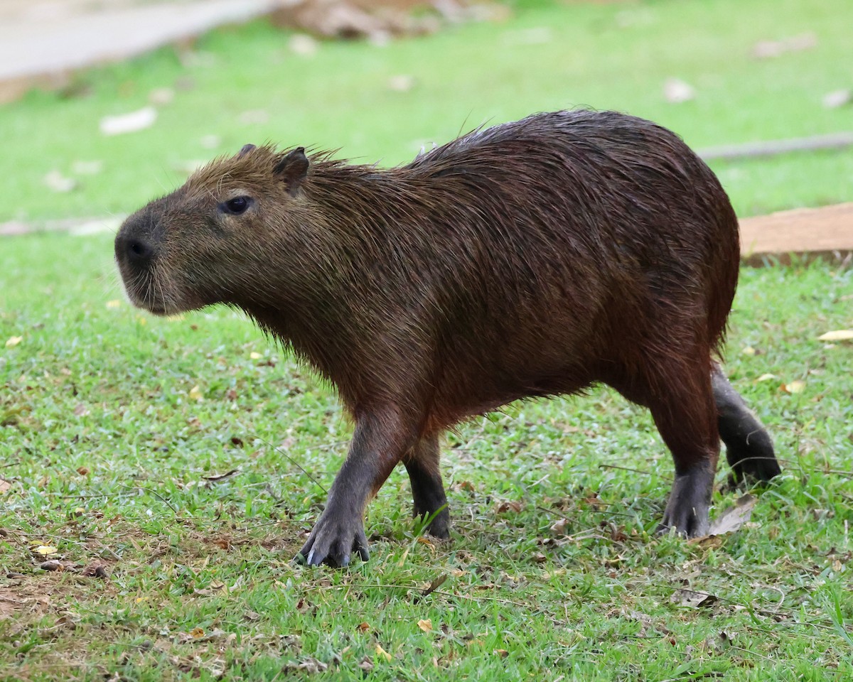 Capybara - ML638788193