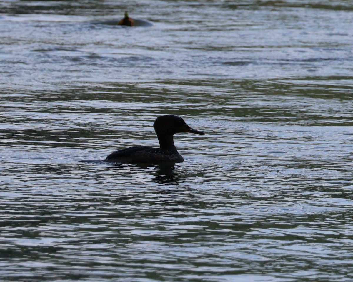 Hooded Merganser - ML638788200
