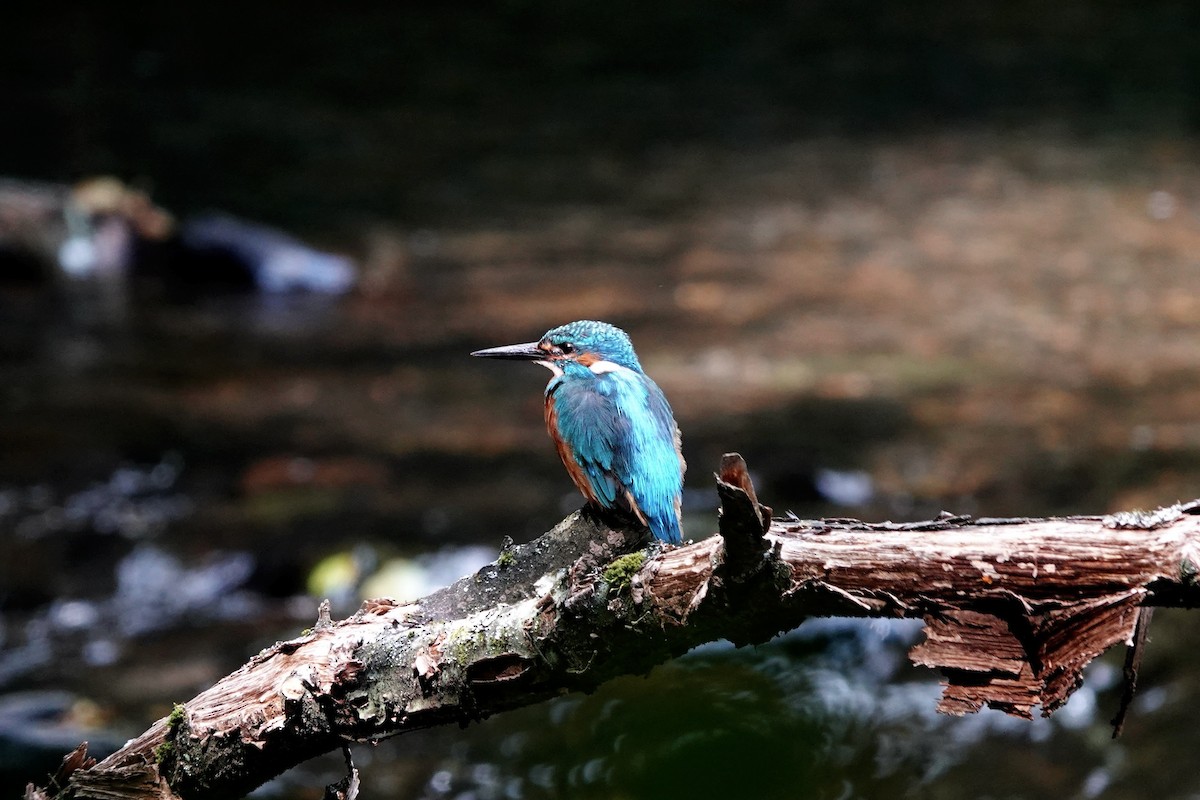 翠鳥 - ML638788205