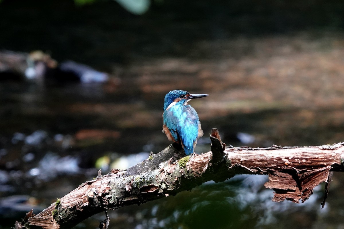 翠鳥 - ML638788217