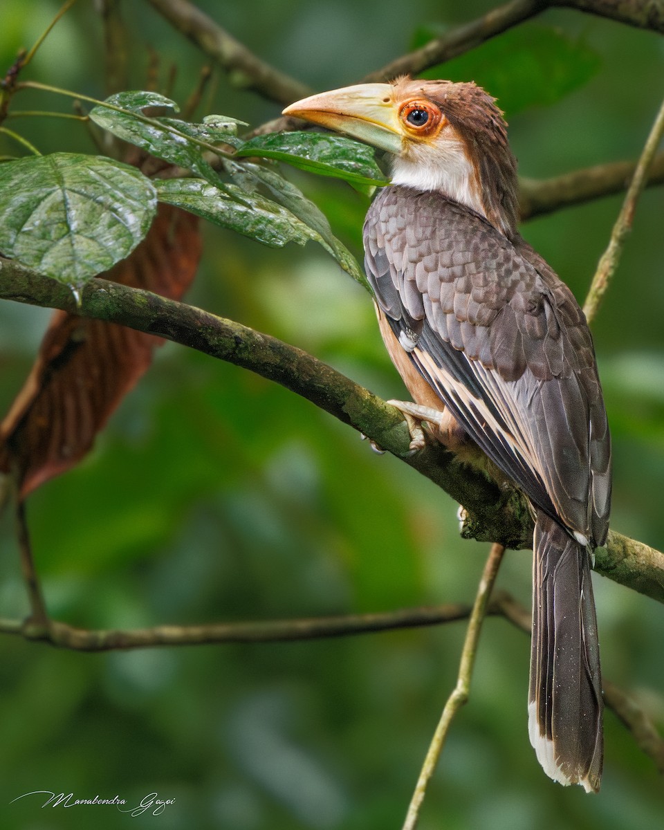 Brown Hornbill - ML638788220