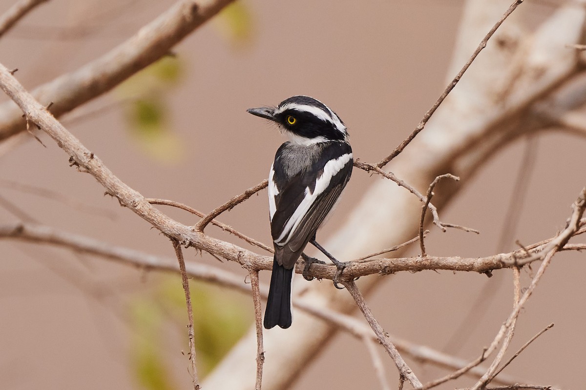 Senegal Batisi - ML638788221