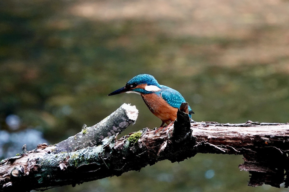 翠鳥 - ML638788225