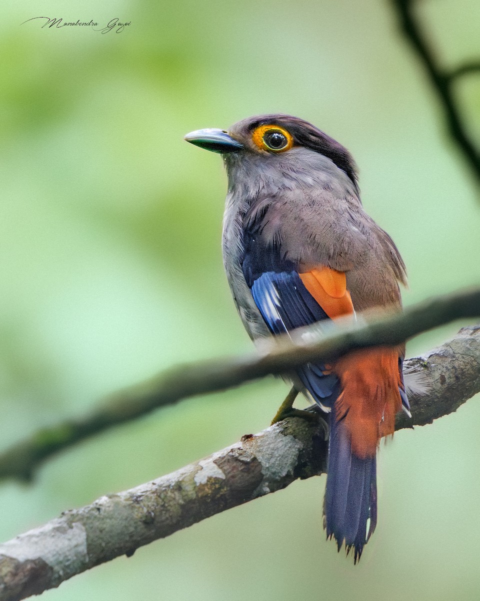Gray-lored Broadbill - ML638788232