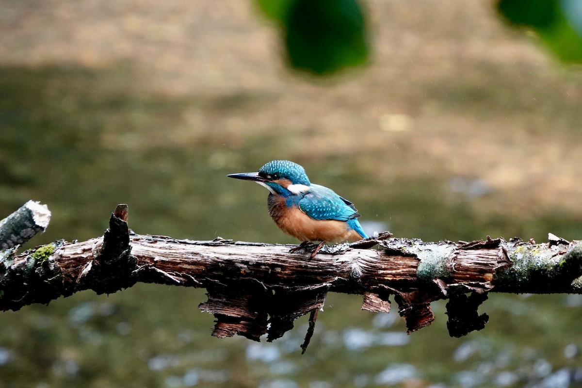 翠鳥 - ML638788238