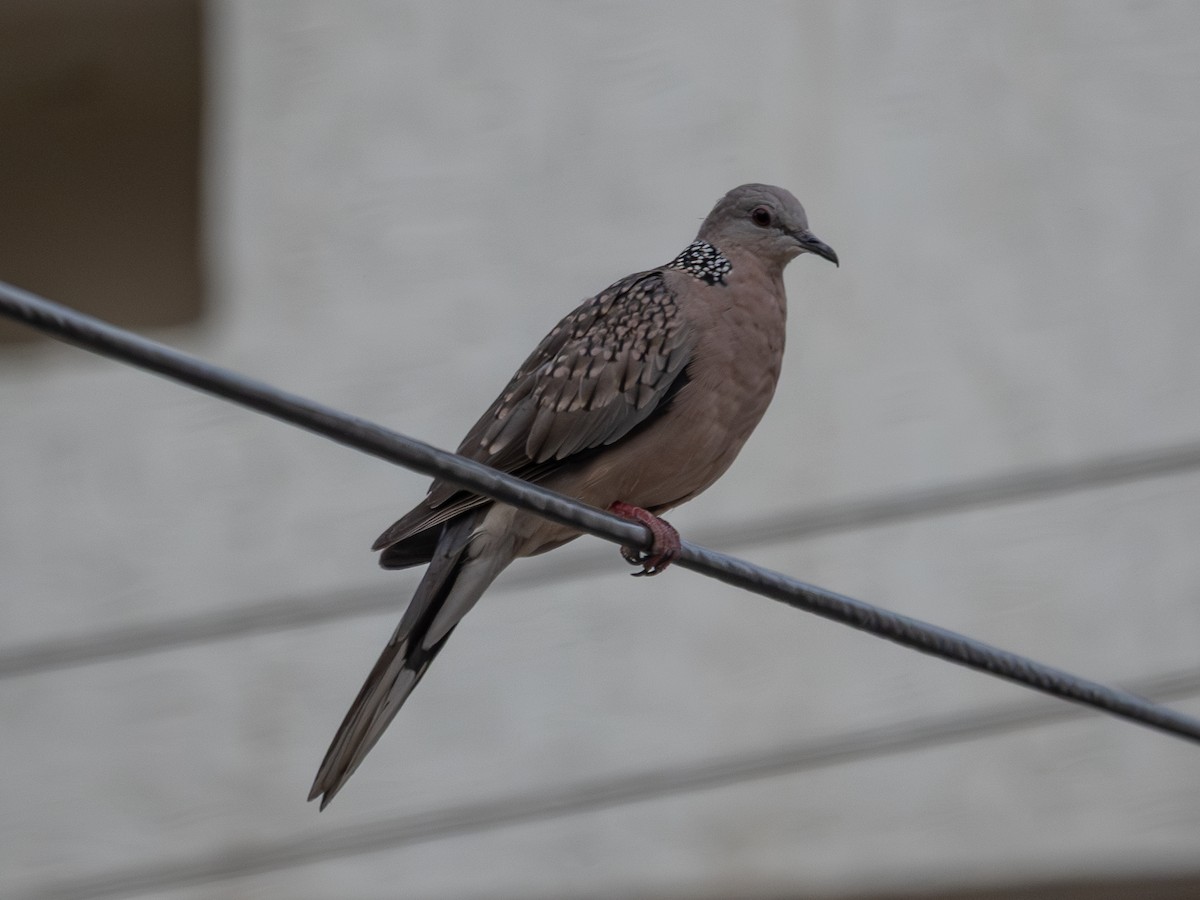 Spotted Dove - ML638788296