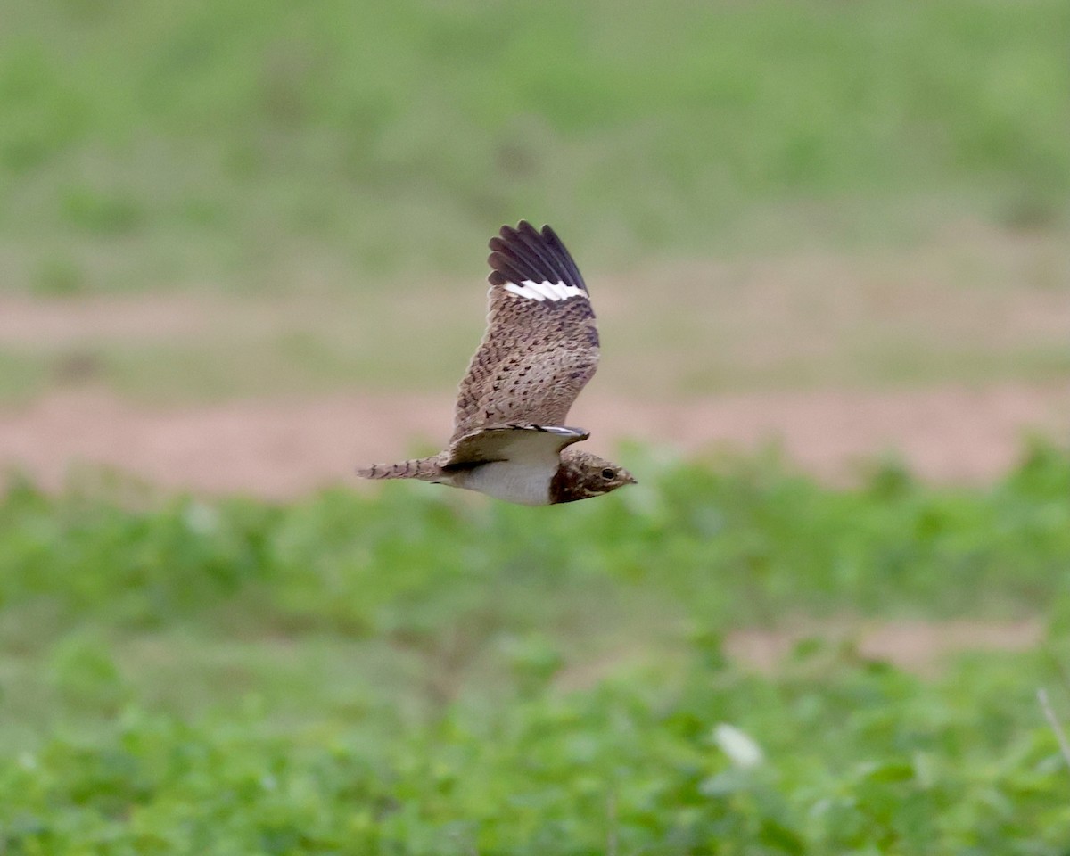 Nacunda Nighthawk - ML638788314