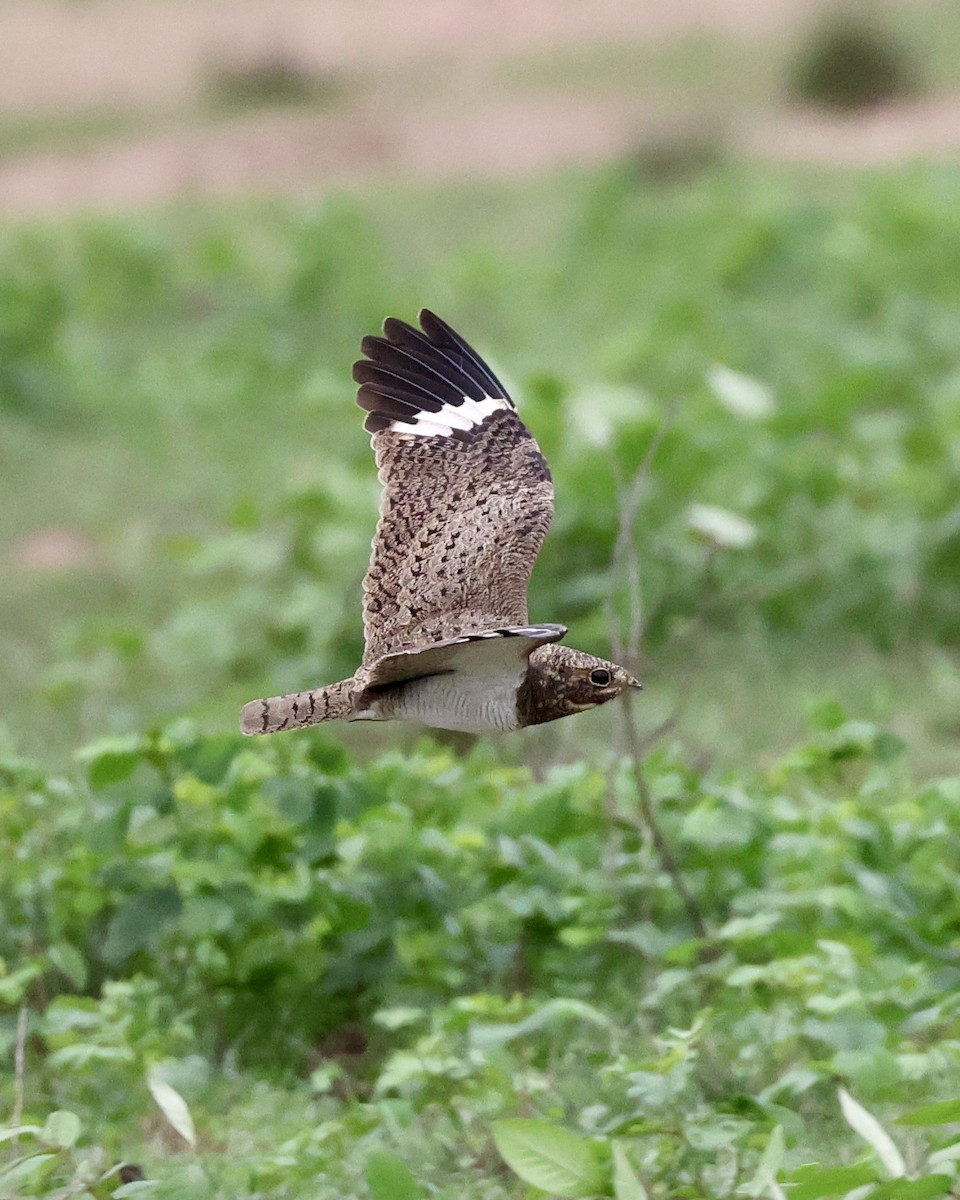 Nacunda Nighthawk - ML638788315