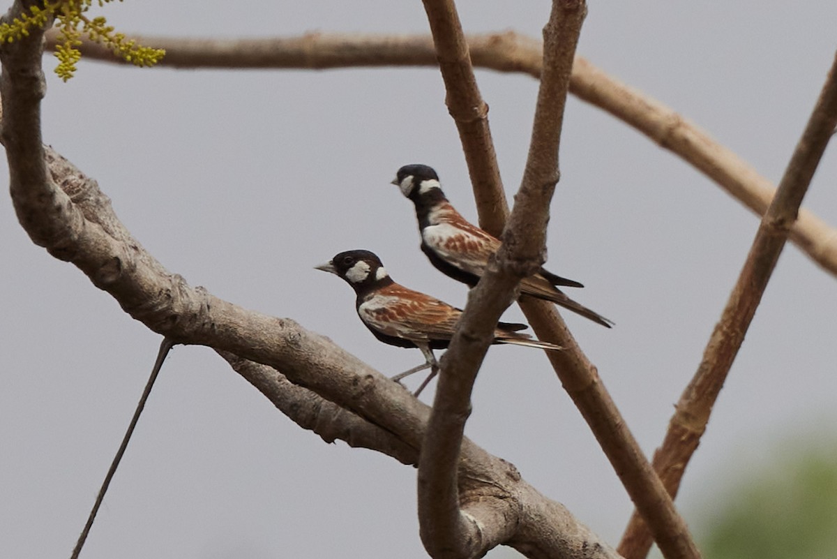 Chestnut-backed Sparrow-Lark - ML638788327