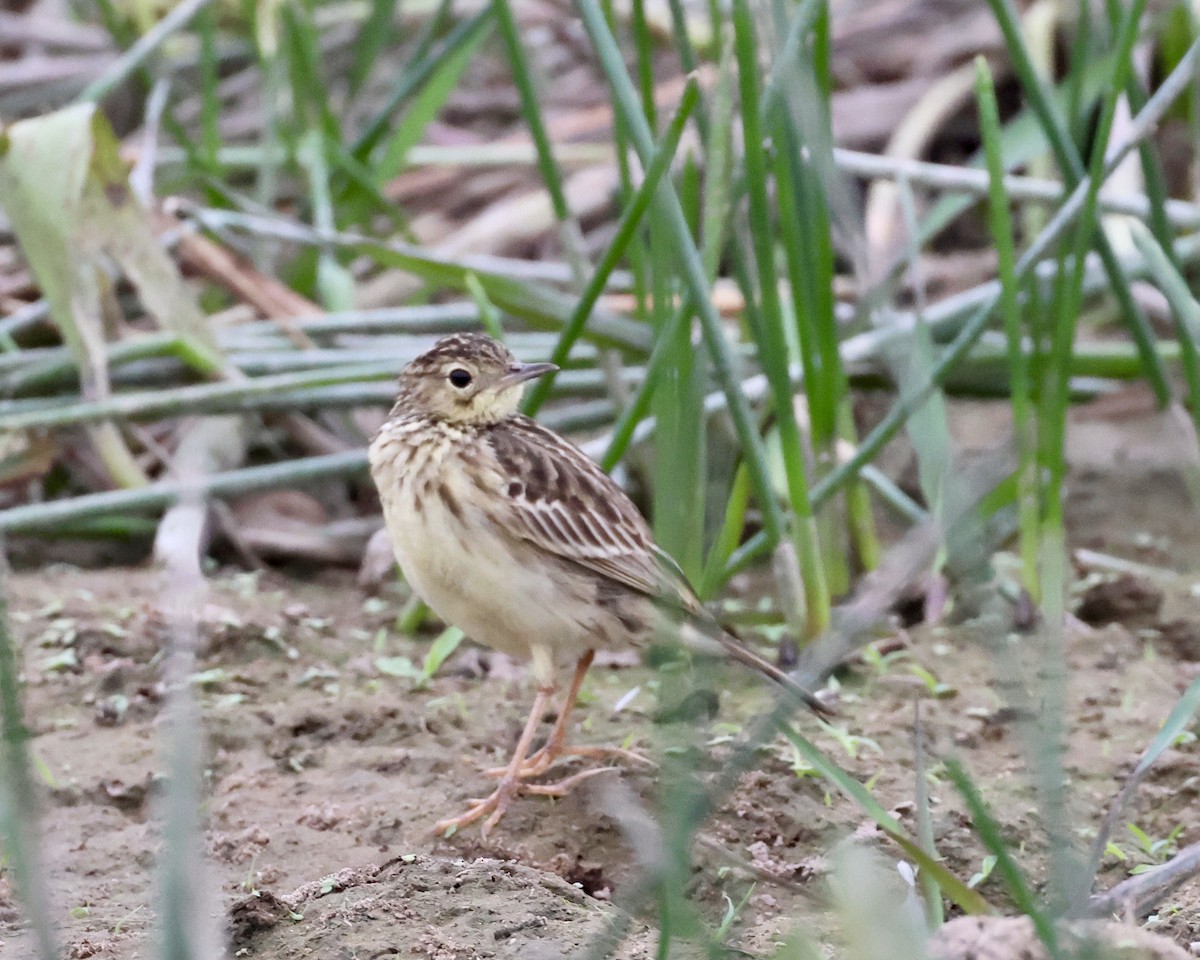 Yellowish Pipit - ML638788342