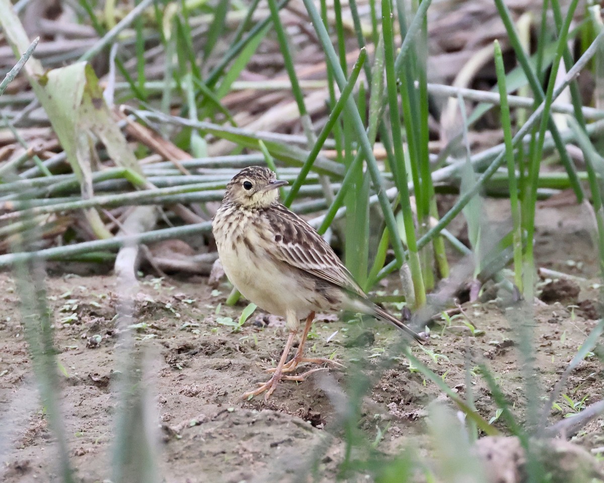 Yellowish Pipit - ML638788343