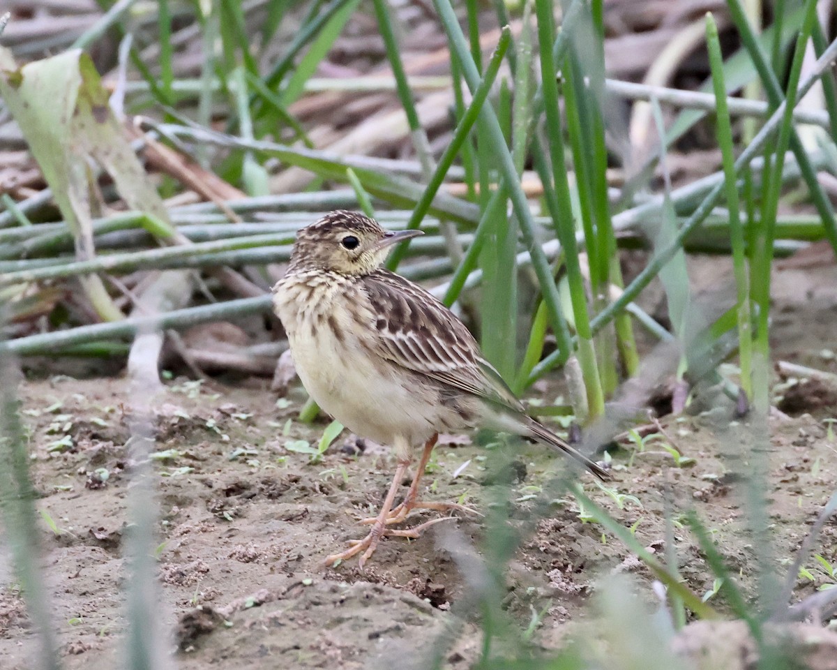 Yellowish Pipit - ML638788344