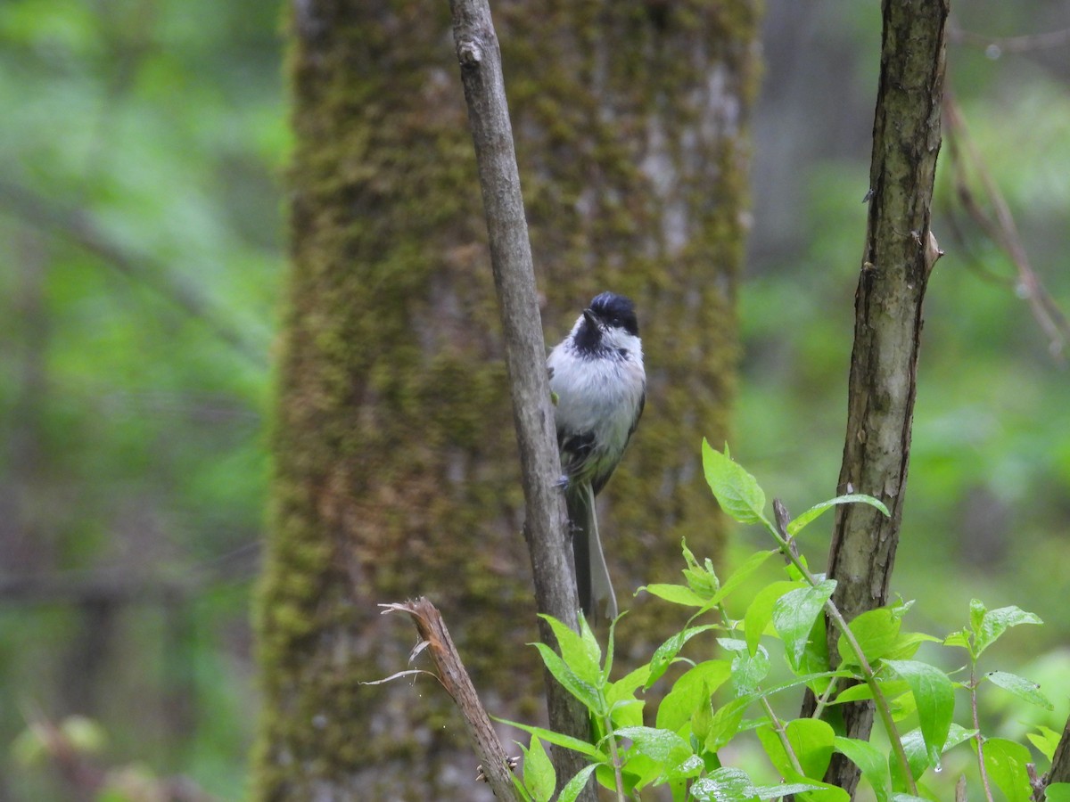 Kaskabeltz txikia - ML638788371