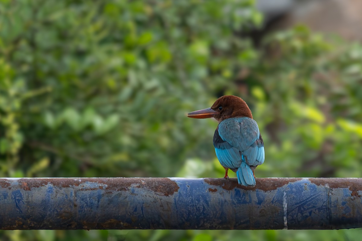 White-throated Kingfisher - ML638788386