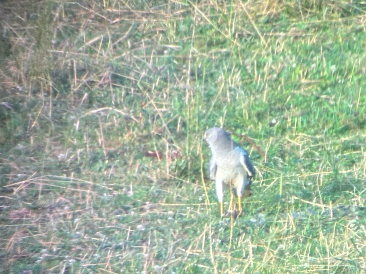 Northern Harrier - ML638788406