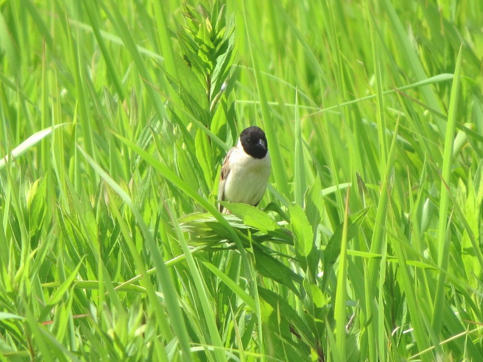 Ochre-rumped Bunting - ML638788412