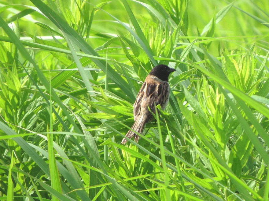 Ochre-rumped Bunting - ML638788413