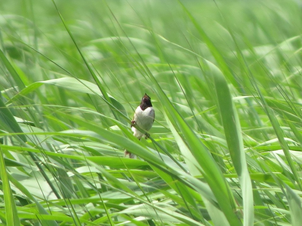 Ochre-rumped Bunting - ML638788415