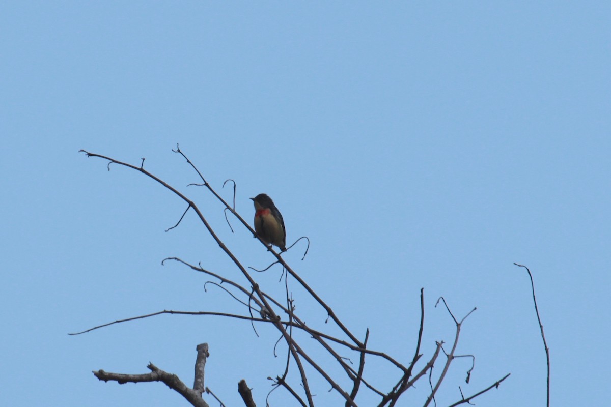 Fire-breasted Flowerpecker - ML638788417