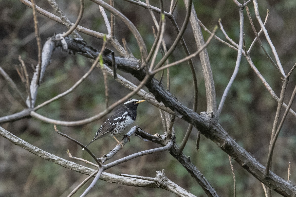 Pied Thrush - ML638788434