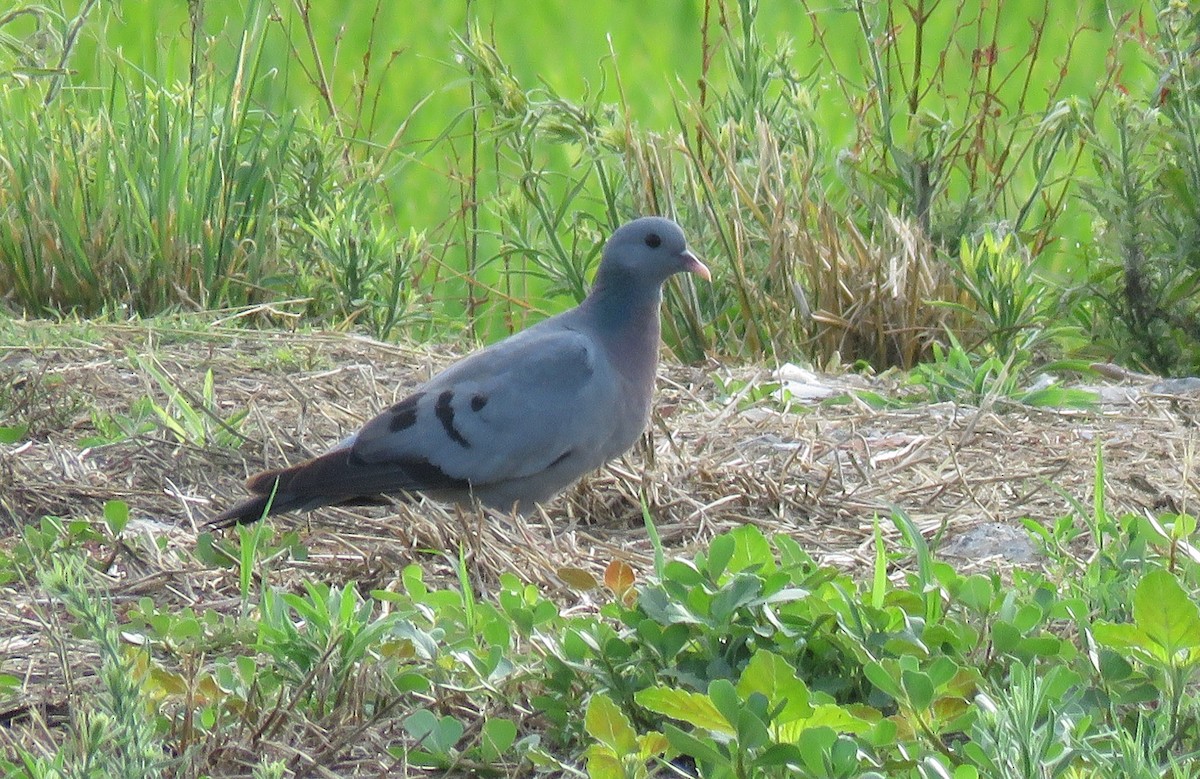Stock Dove - ML638788455