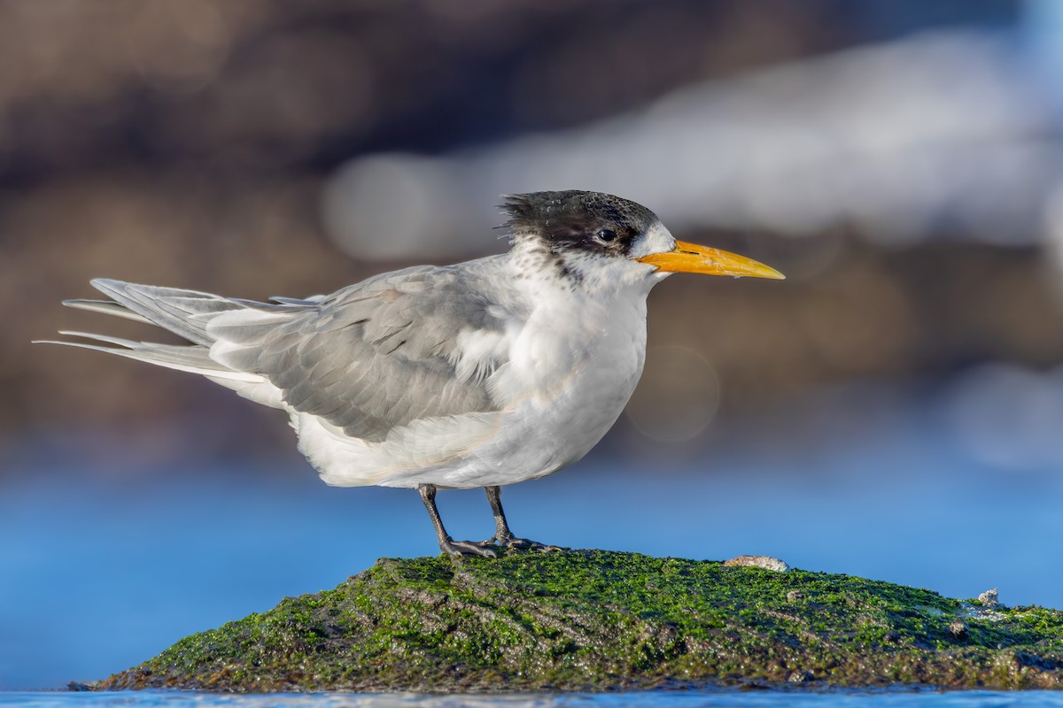 Great Crested Tern - ML638788475