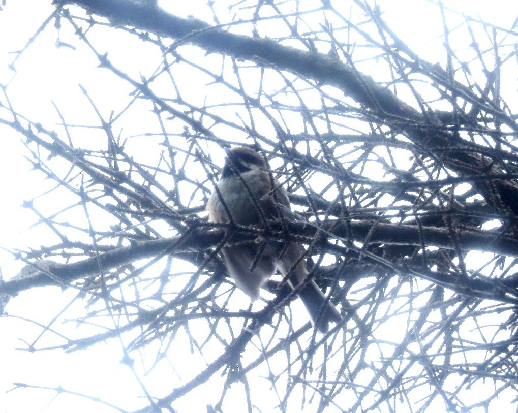 Boreal Chickadee - ML638788476