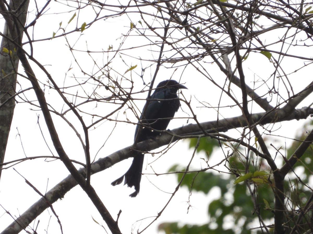 Hair-crested Drongo - ML638788478
