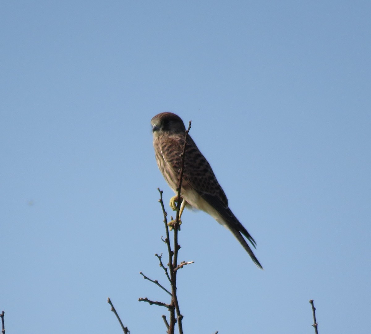 Eurasian Kestrel - ML638788479