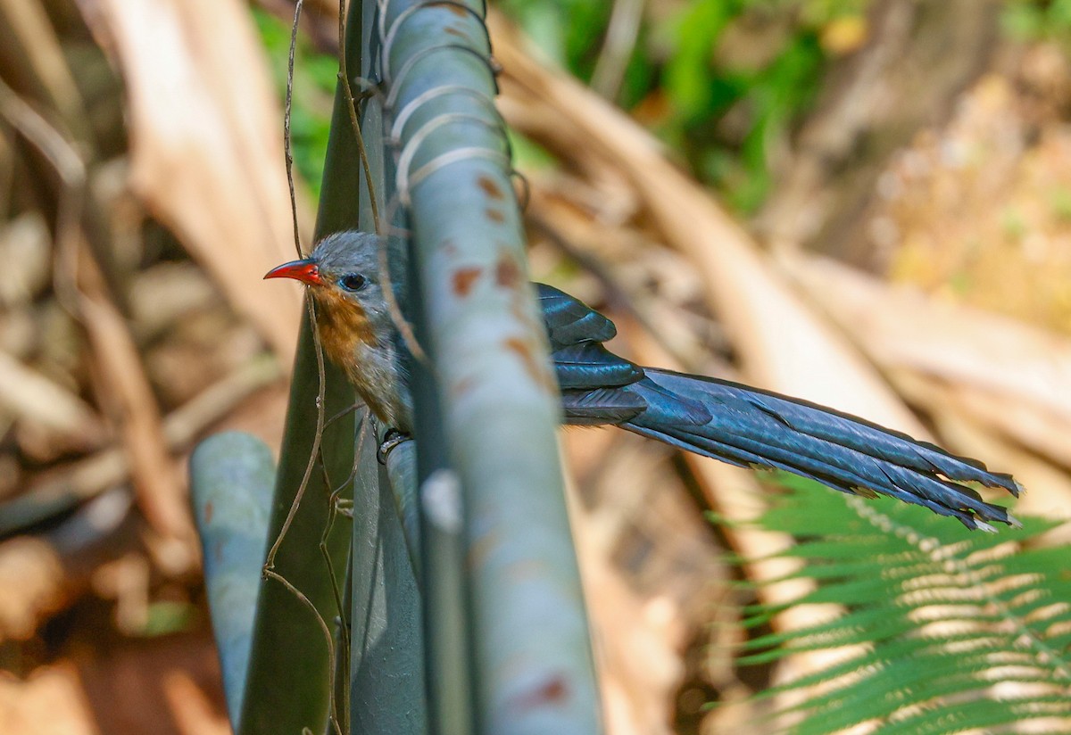 Red-billed Malkoha - ML638788571