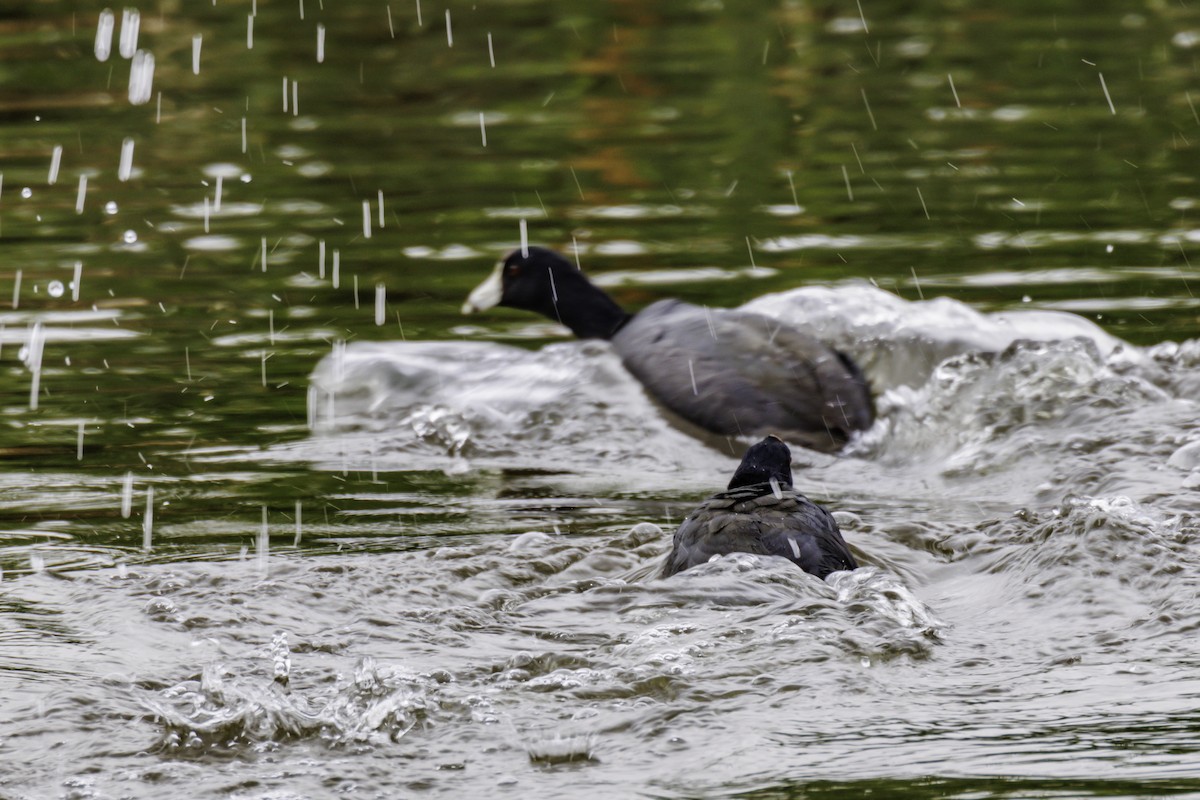 American Coot - ML638788574