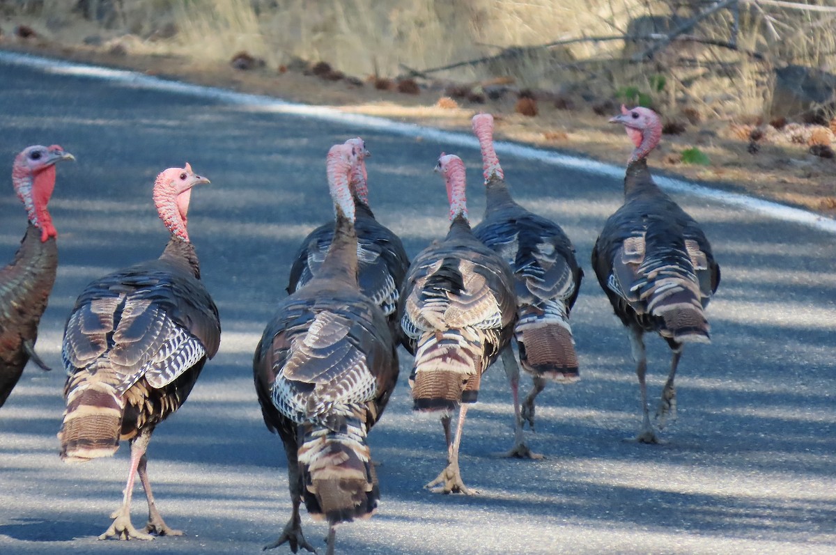 Wild Turkey - ML638788582