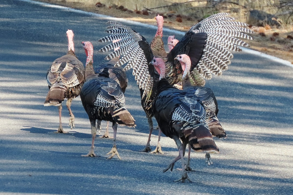 Wild Turkey - ML638788583