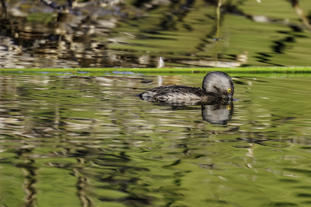 Least Grebe - ML638788590