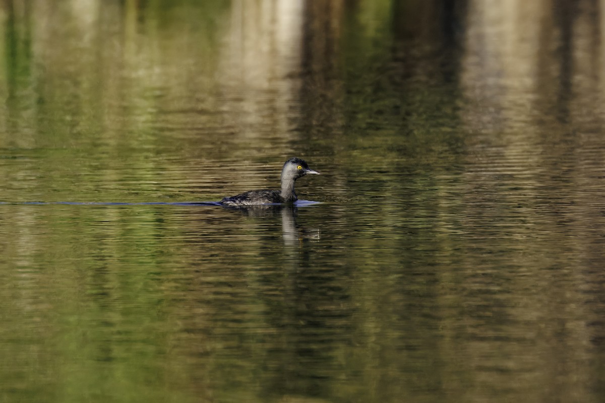 Least Grebe - ML638788591