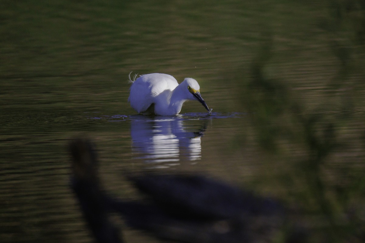 Snowy Egret - ML638788595