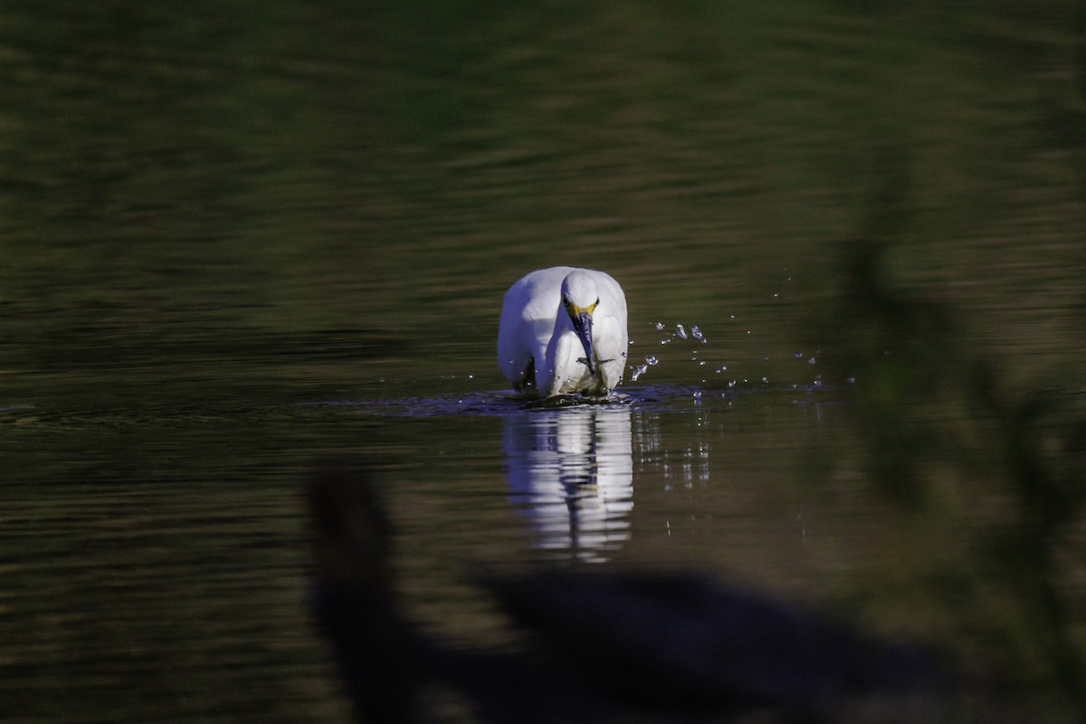 Snowy Egret - ML638788596