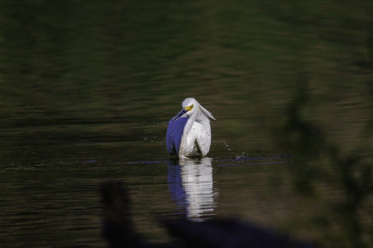 Snowy Egret - ML638788598